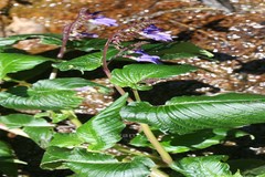 Rhynchoglossum notonianum